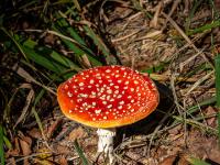 Großer Fliegenpilz am Wegrand